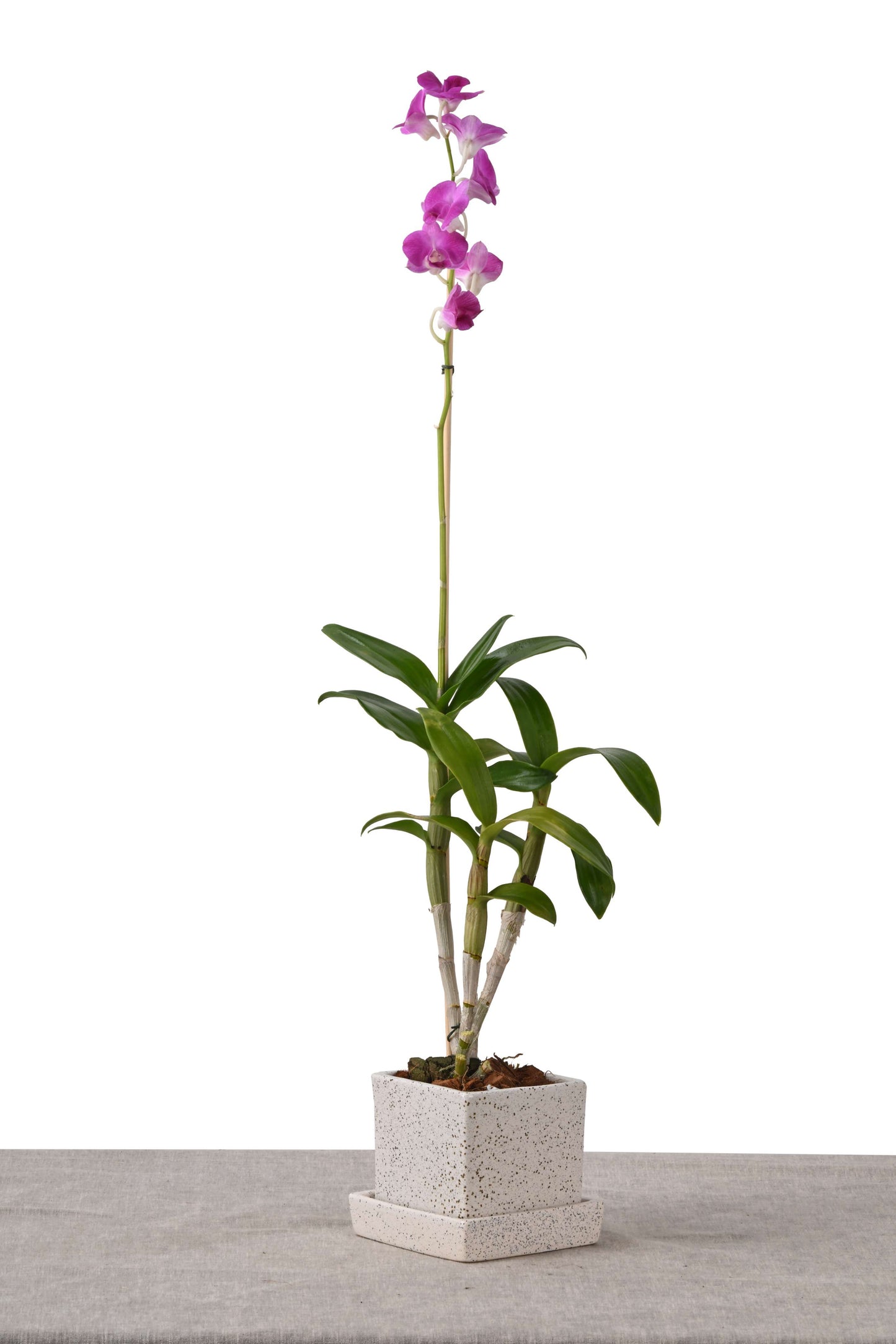 COMPACT NEST (DENDROBIUM ORCHID IN SQUARE PLANTER W/PLATE WHITE DOTTED)