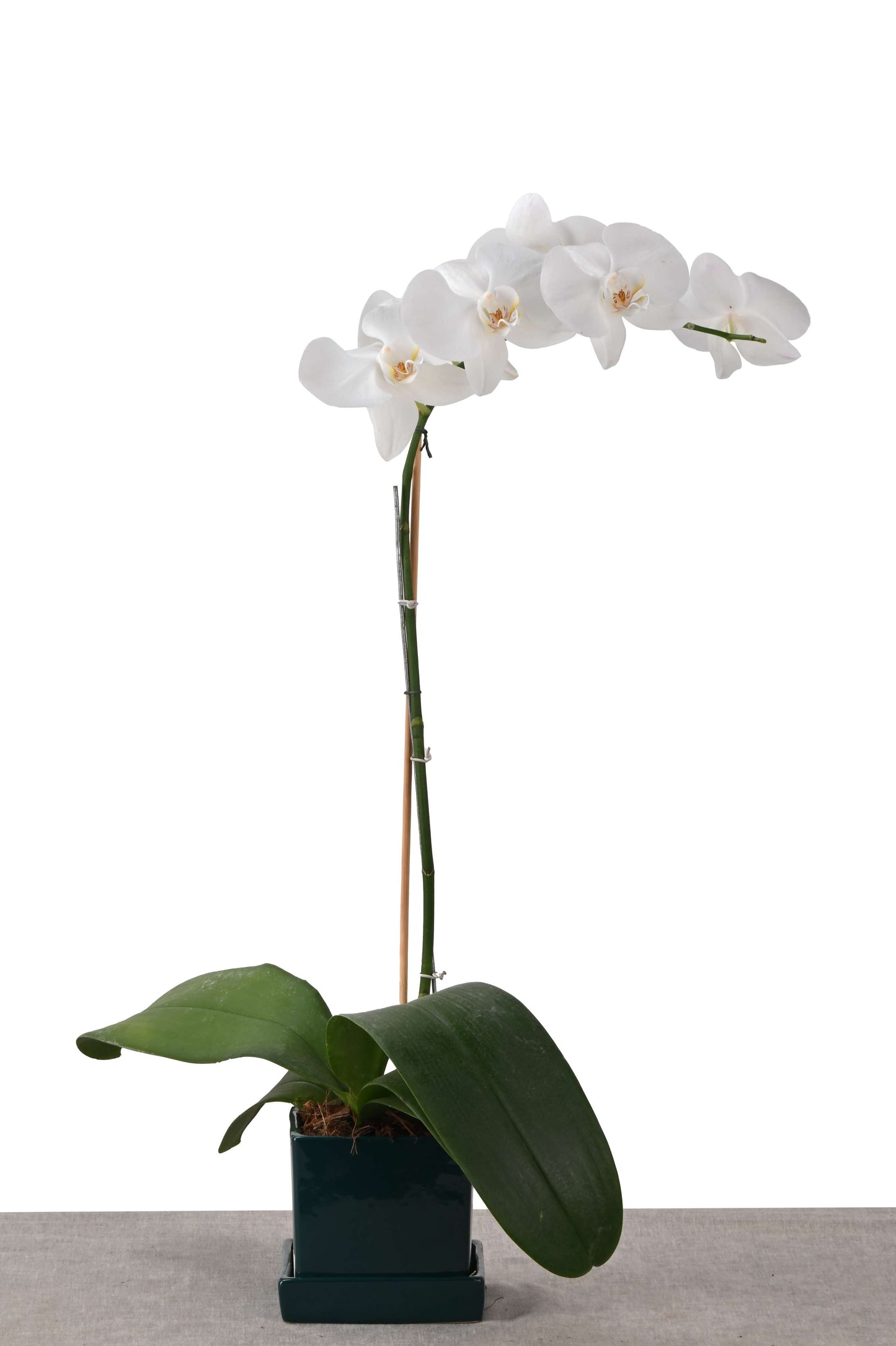 COMPACT NEST (PHALAENOPSIS ORCHID IN SQUARE PLANTER W/PLATE GREEN)