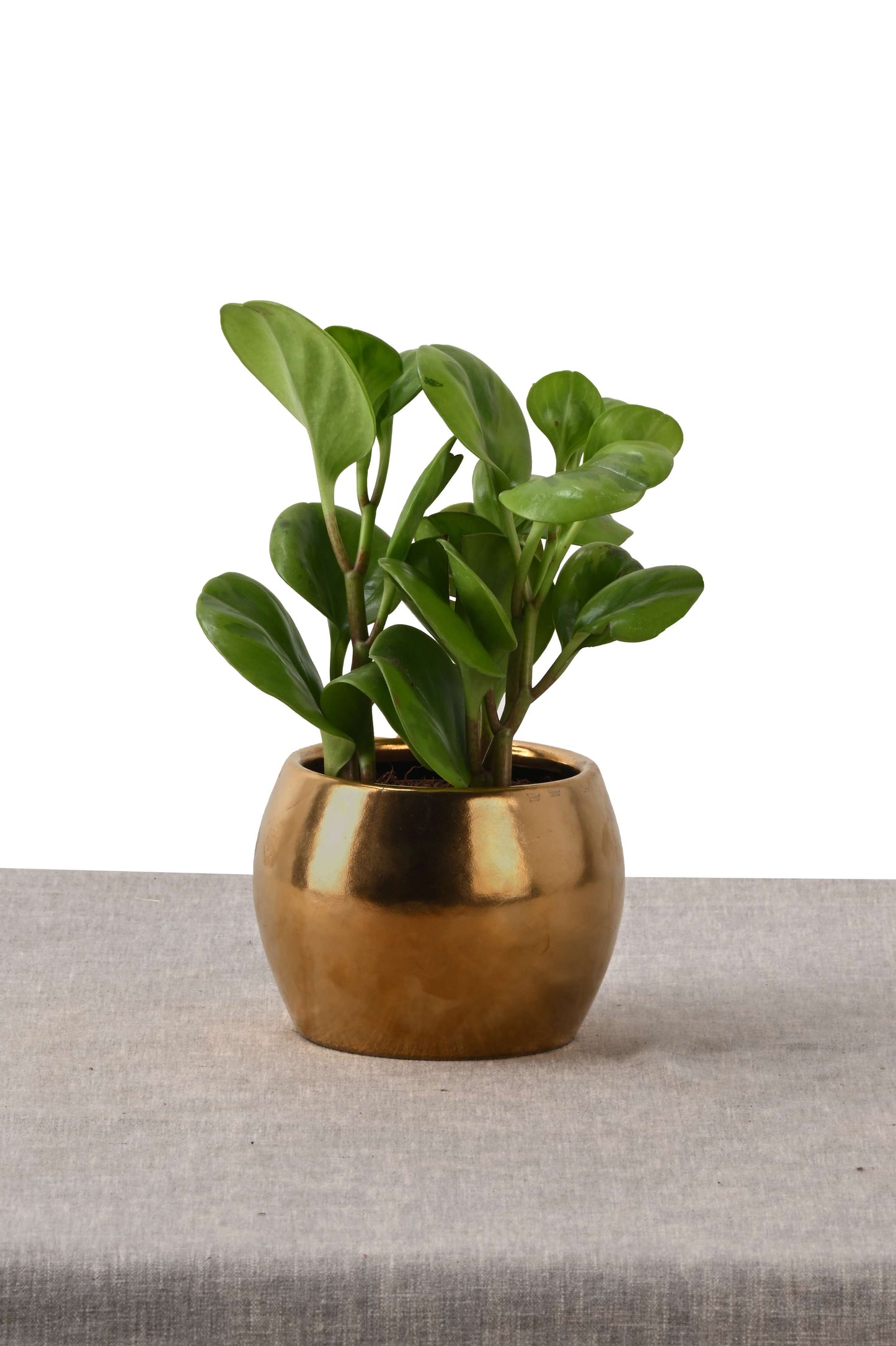 PEPPEROMIA IN SOL NEST (PLANT IN MINI ROUND PLANTER GOLD)