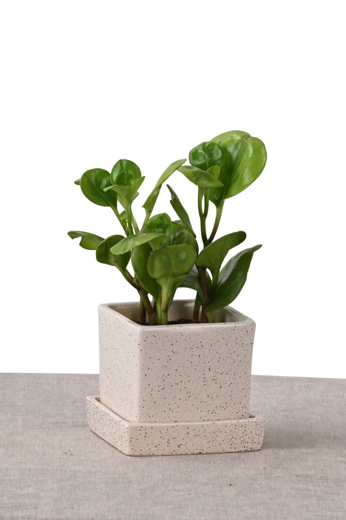PEPPEROMIA IN COMPACT NEST (GREEN PLANT IN SQUARE PLANTER WHITE DOTTED )