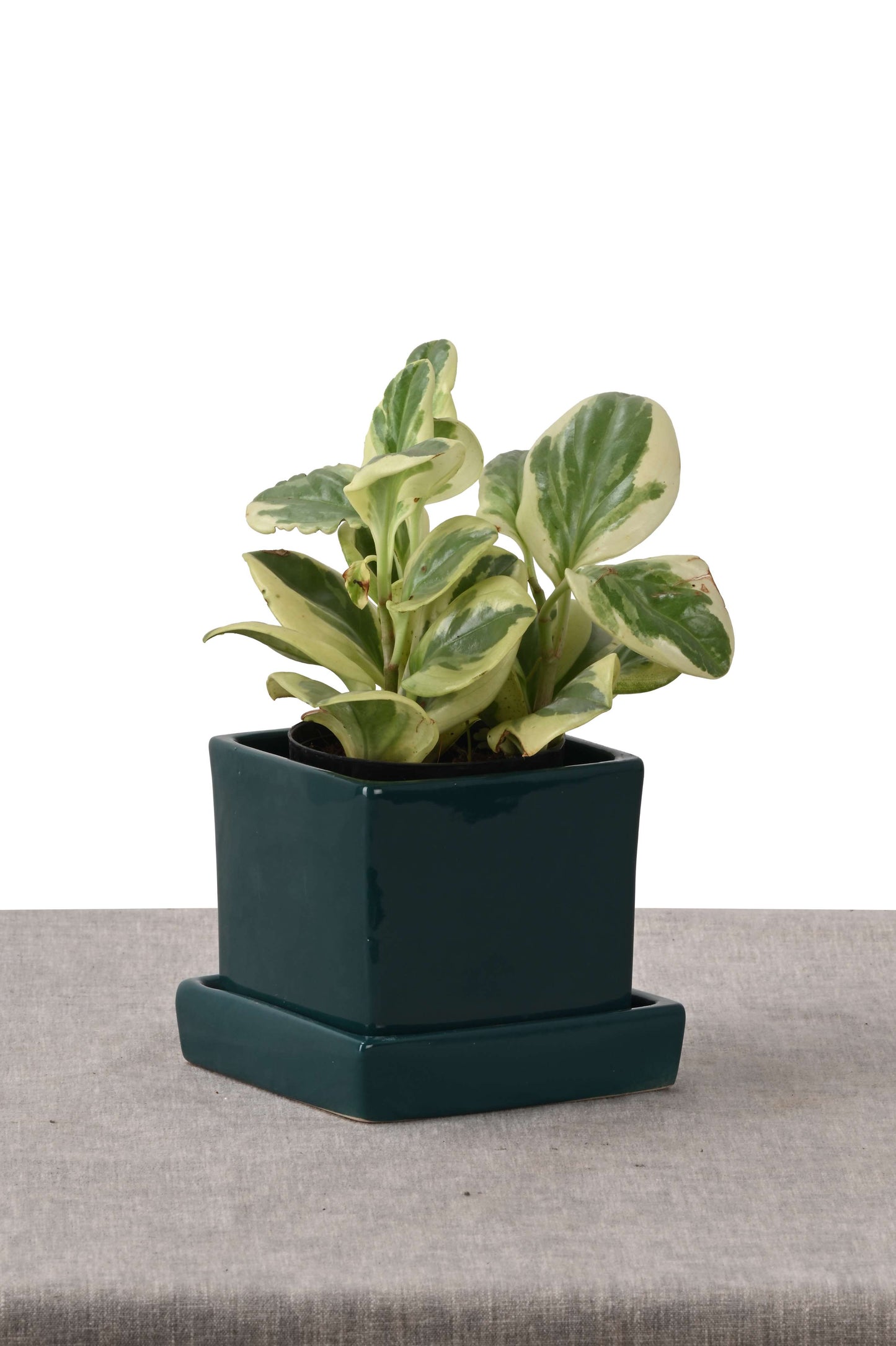 PEPPEROMIA IN COMPACT NEST (GREEN PLANT IN SQUARE PLANTER GREEN)