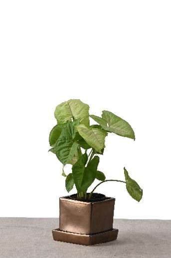 SYNGONIUM IN COMPACT NEST (GREEN PLANT IN SQUARE PLANTER METALLIC )