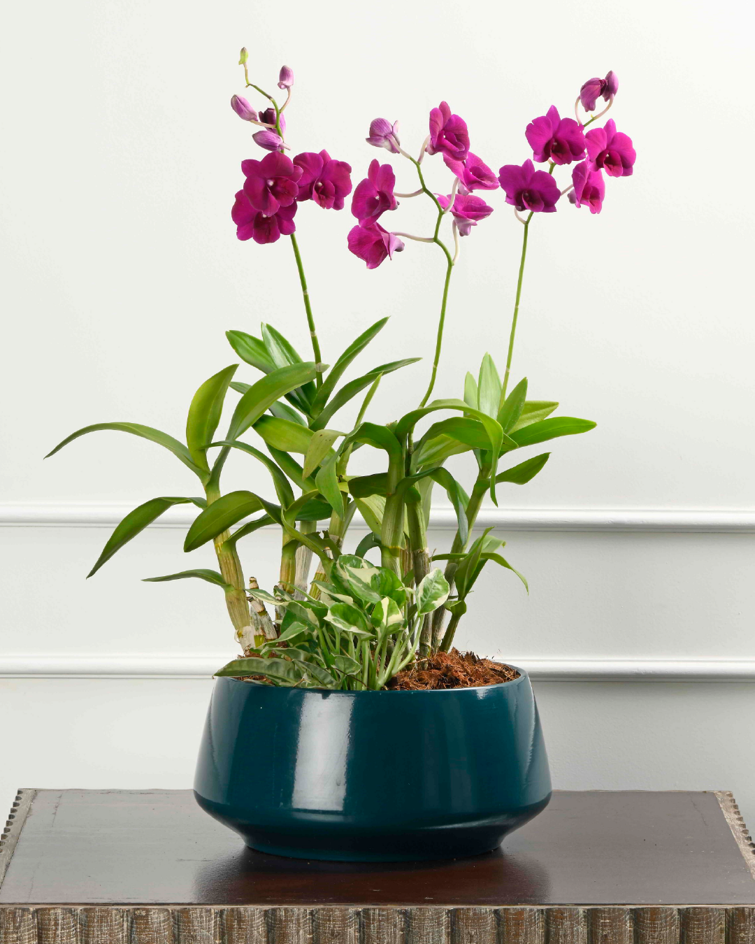 Triple Symphony (Triple Dendrobium Orchid + Green in Ceramic Urli)