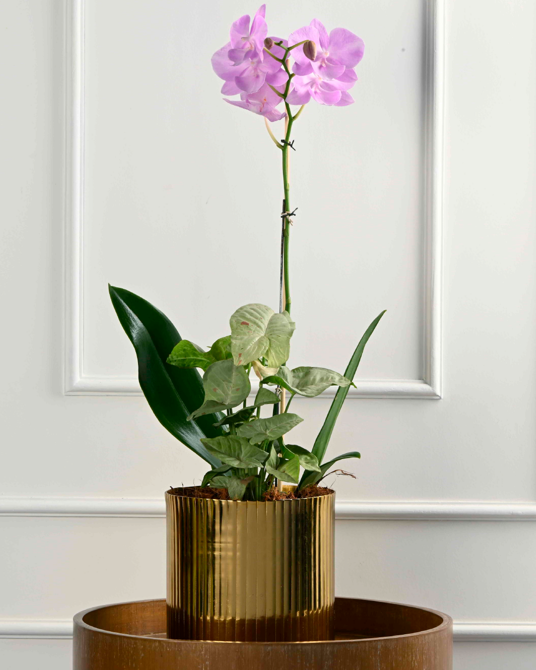 Glowing Nest II (Phalaenopsis Orchid + Green in Fluted Metal Planter)