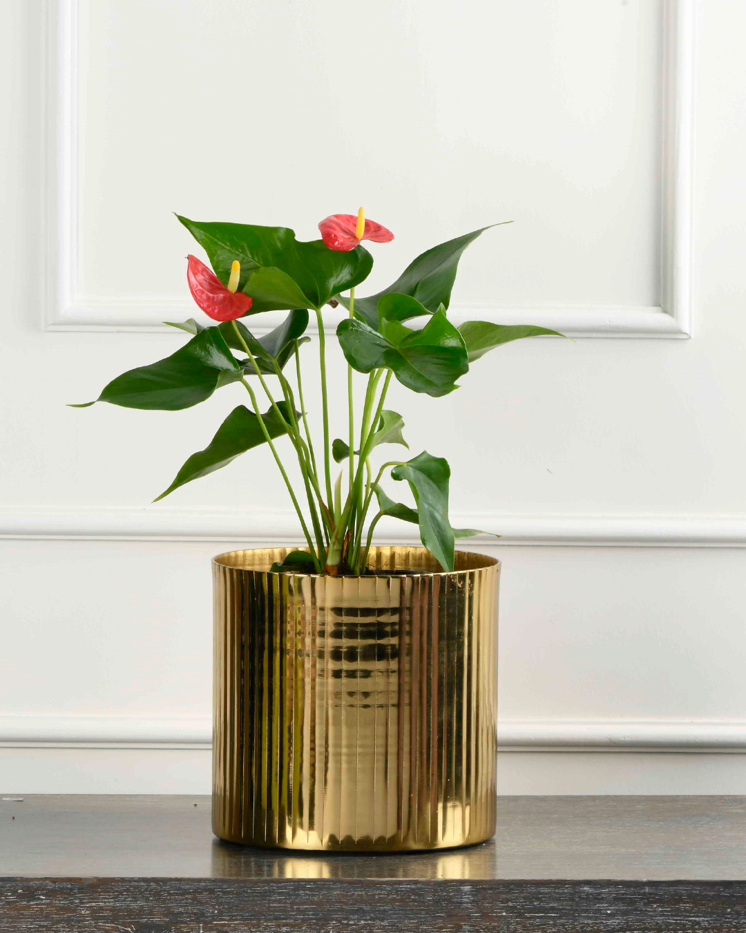 Glowing Nest (Anthurium in Fluted Metal Planter)