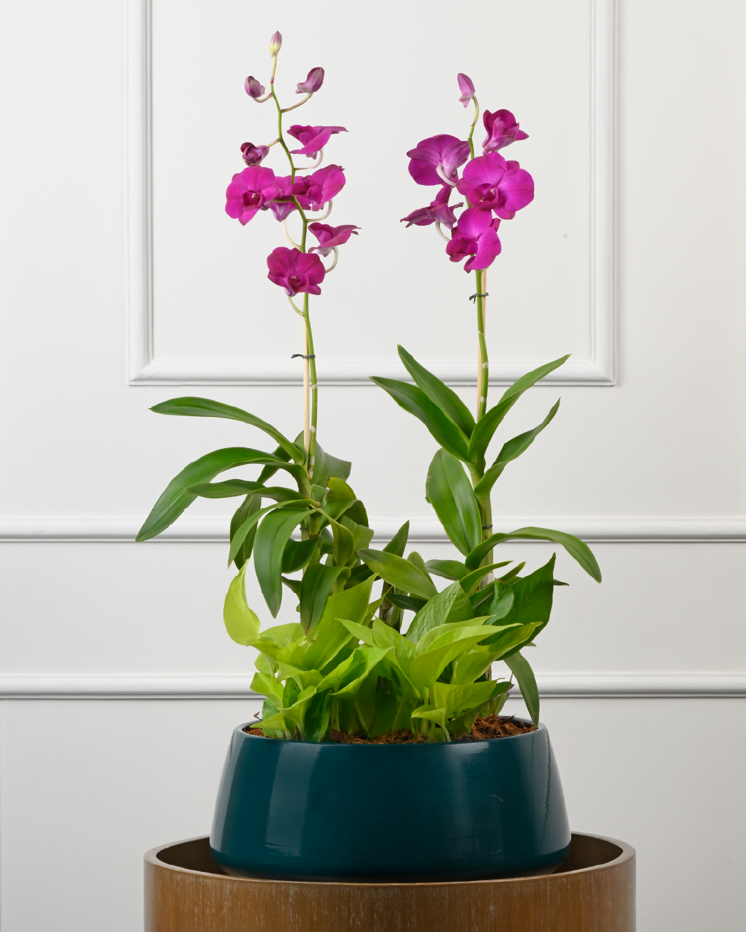 Double Symphony (Double Dendrobium Orchid + Green in Ceramic Urli)