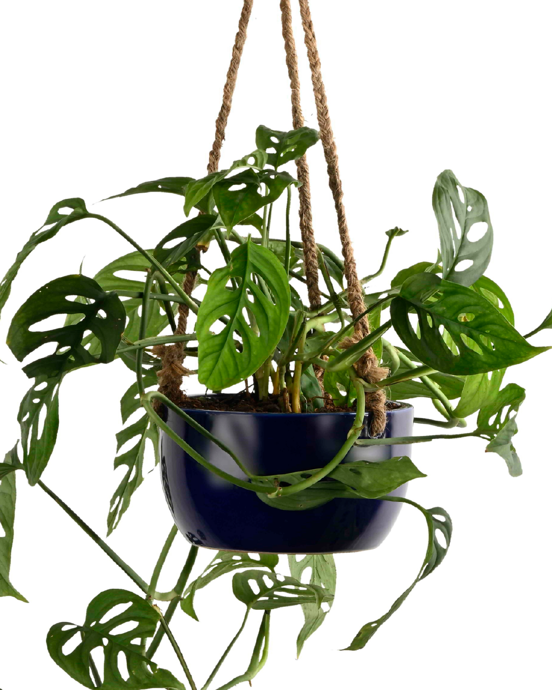 Hanging - Monster Adansonii