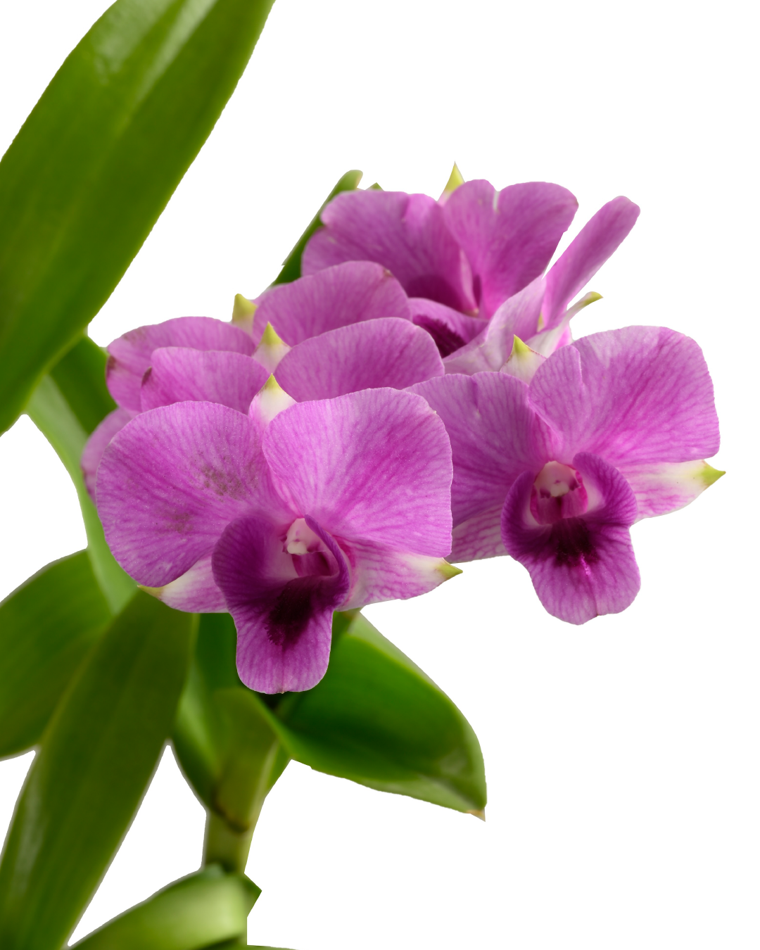 Dendrobium Orchid (Light Pink)