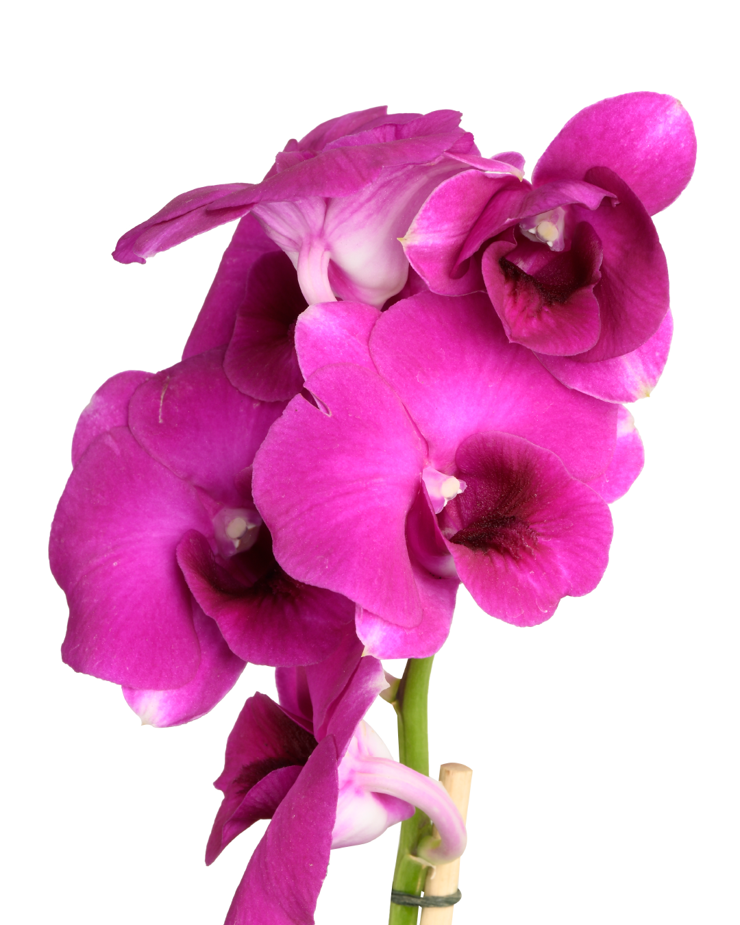 Dendrobium Orchid (Dark Pink)