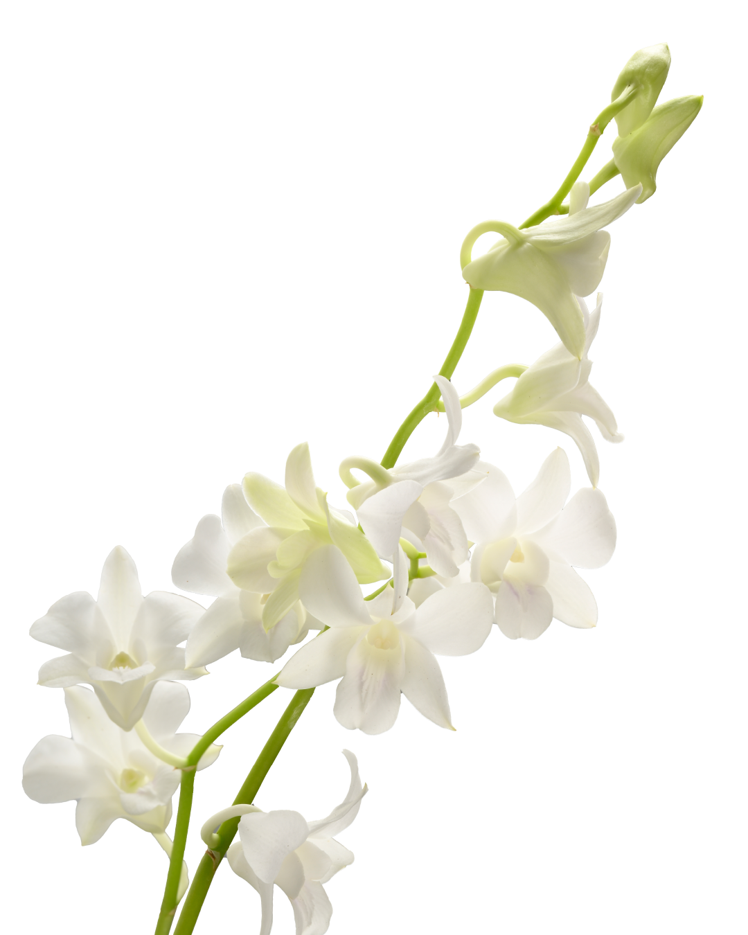 Dendrobium Orchid (White)
