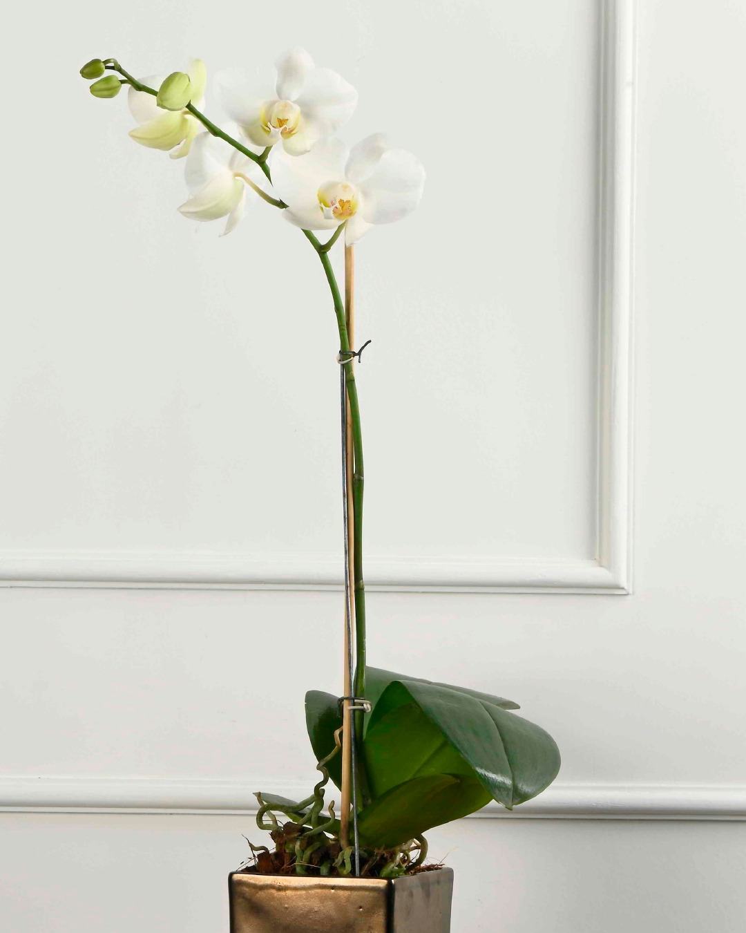 Phalaenopsis Orchid (White with Yellow Centre)