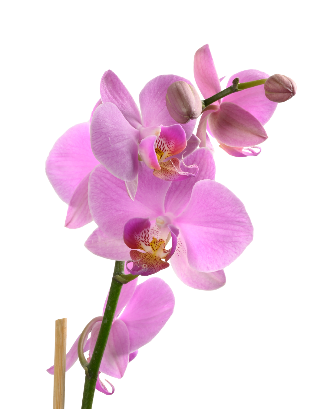 Phalaenopsis Orchid (Light Pink)