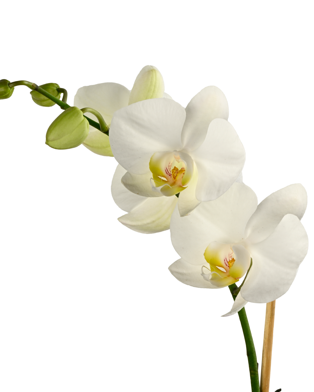 Phalaenopsis Orchid (White with Yellow Centre)