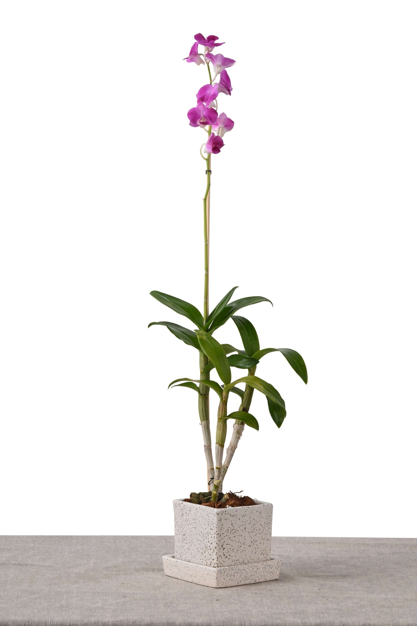 COMPACT NEST (DENDROBIUM ORCHID IN SQUARE PLANTER W/PLATE WHITE DOTTED)
