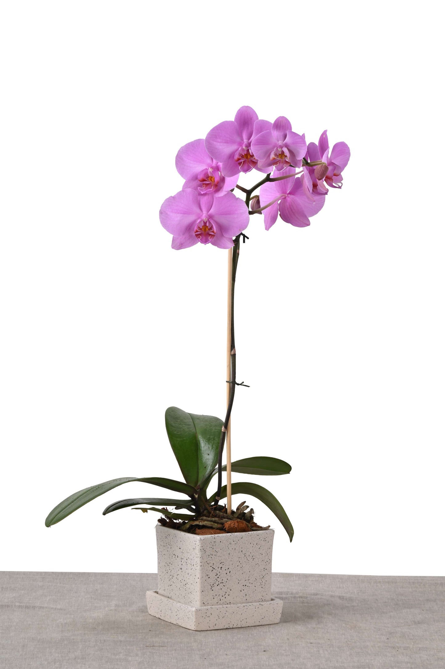 COMPACT NEST (PHALAENOPSIS ORCHID IN SQUARE PLANTER W/PLATE WHITE DOTTED )