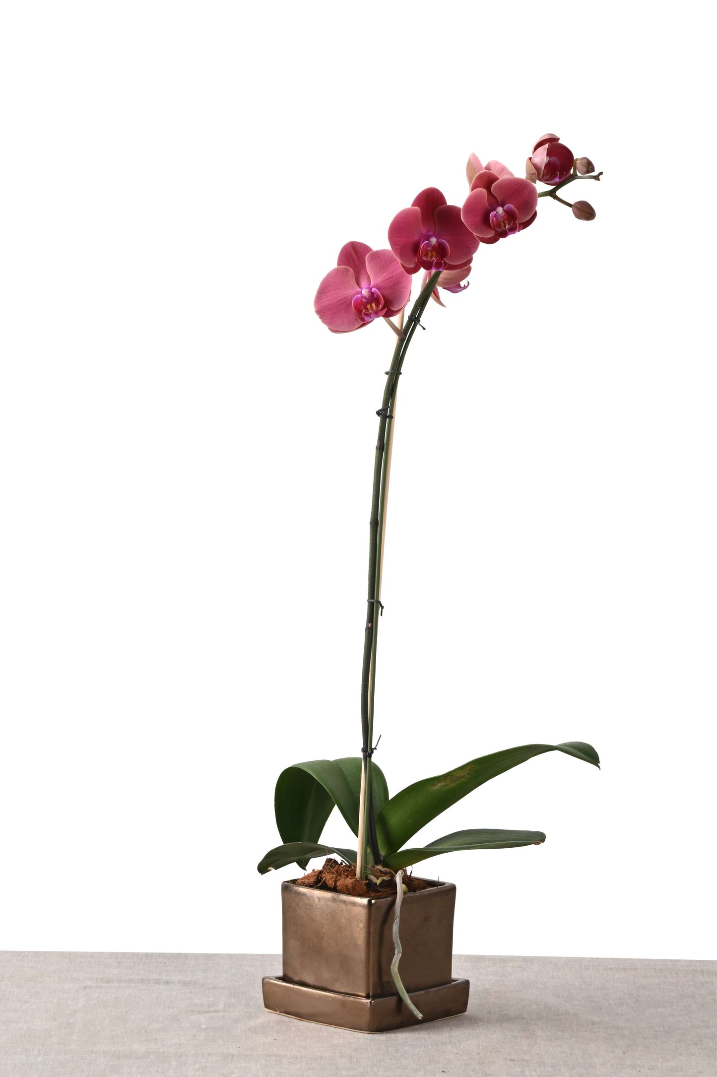 COMPACT NEST (PHALAENOPSIS ORCHID IN SQUARE PLANTER W/PLATE METALLIC )