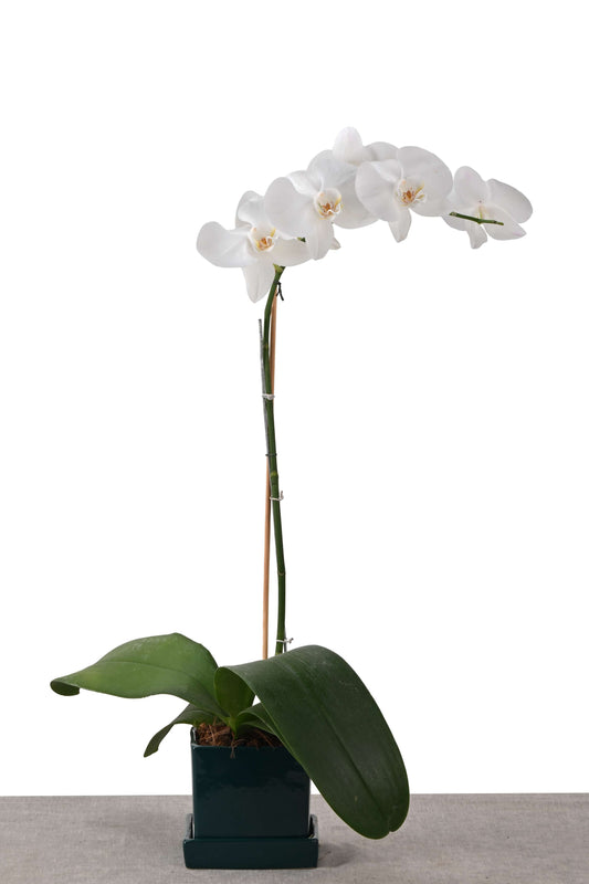 COMPACT NEST (PHALAENOPSIS ORCHID IN SQUARE PLANTER W/PLATE GREEN)