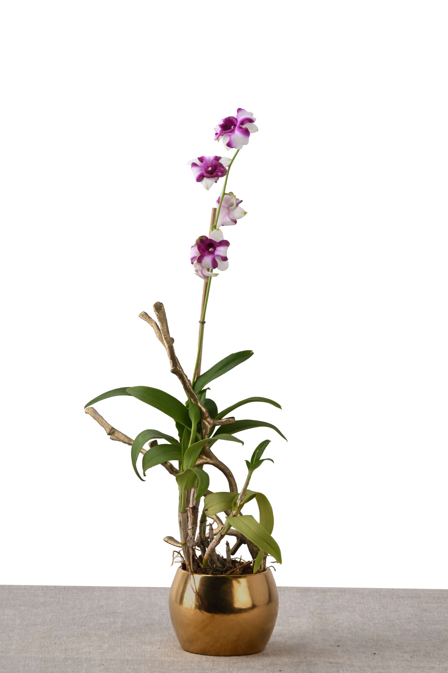 SOL NEST (DENDROBIUM ORCHID IN MINI ROUND PLANTER GOLD)