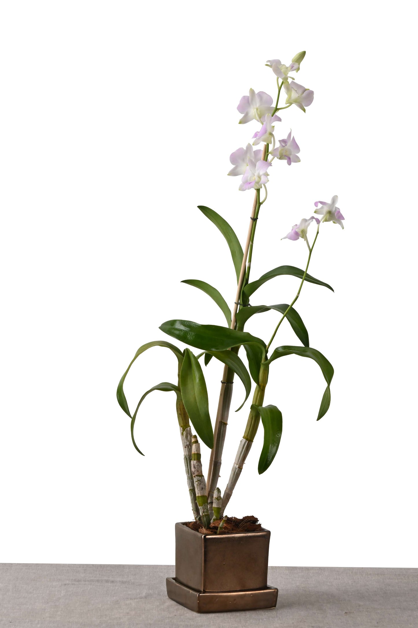 COMPACT NEST (DENDROBIUM ORCHID IN SQUARE PLANTER W/PLATE METTALIC)