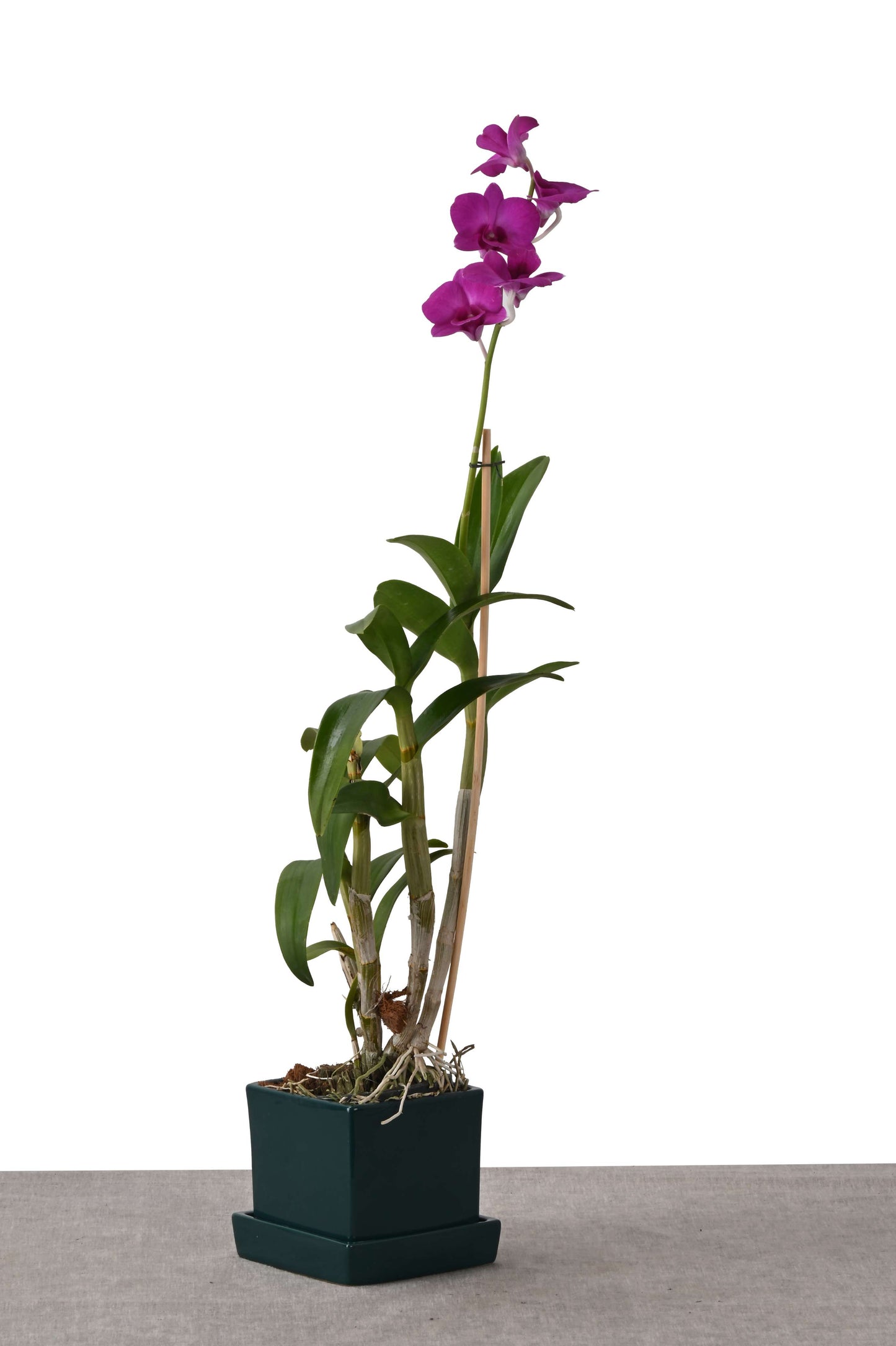 COMPACT NEST (DENDROBIUM ORCHID IN SQUARE PLANTER W/PLATE GREEN)