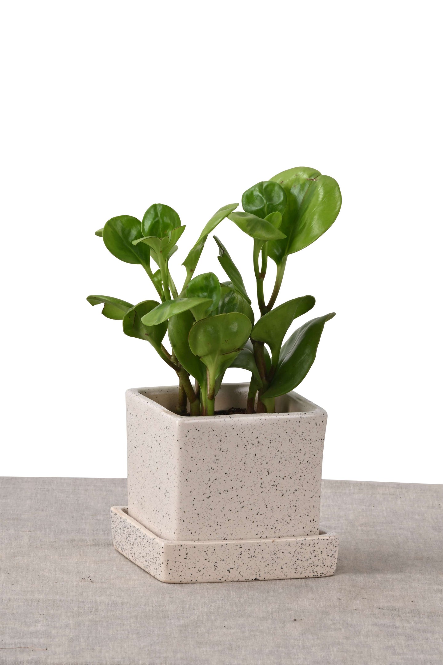 PEPPEROMIA IN COMPACT NEST (GREEN PLANT IN SQUARE PLANTER WHITE DOTTED )