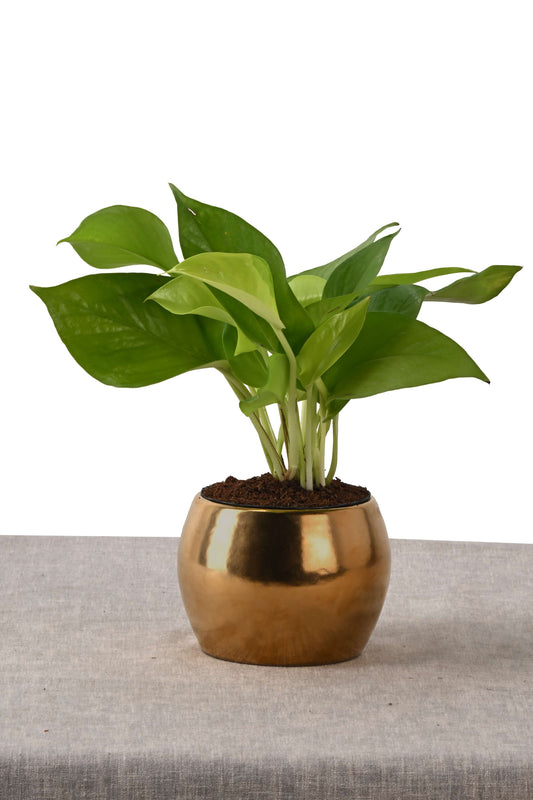 POTHOS IN SOL NEST (PLANT IN MINI ROUND PLANTER GOLD)