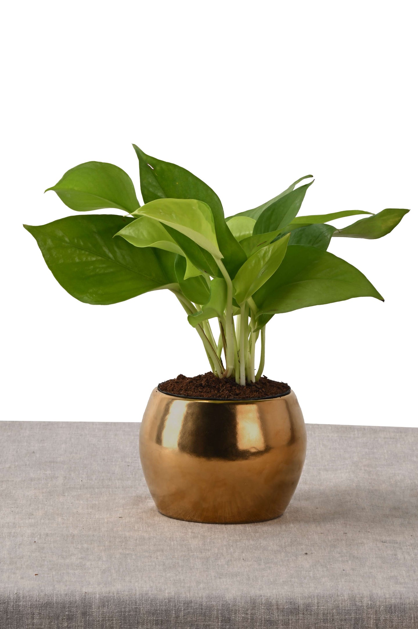 POTHOS IN SOL NEST (PLANT IN MINI ROUND PLANTER GOLD)