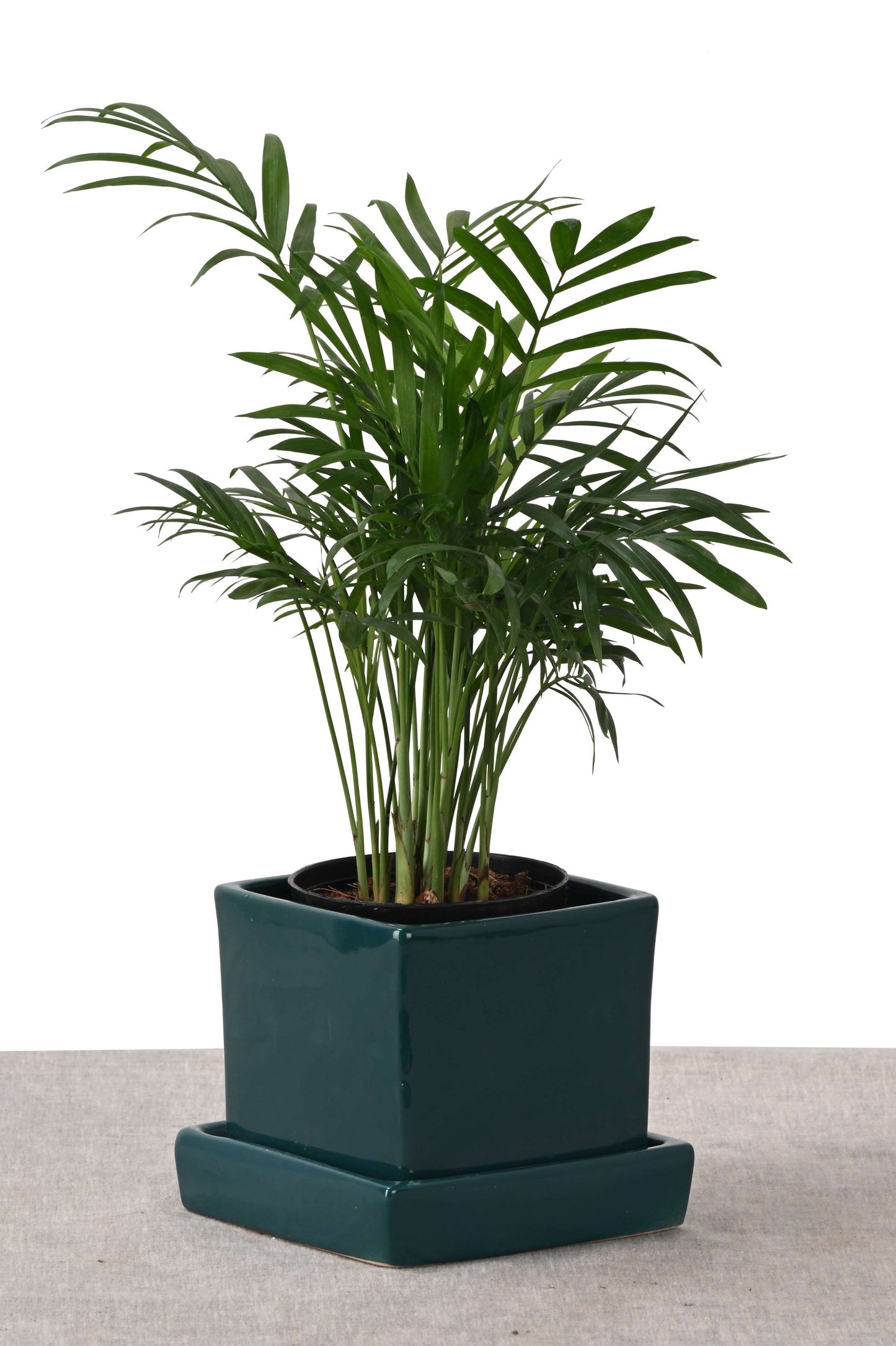 CHAMAEDOREA IN COMPACT NEST (GREEN PLANT IN SQUARE PLANTER GREEN)