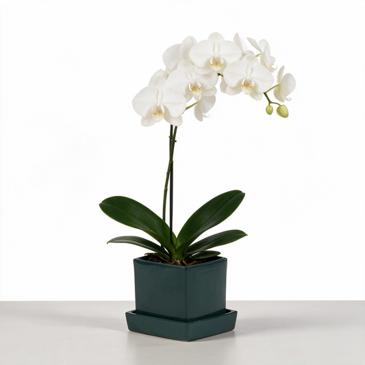 Phalaenopsis Orchid (Phalaenopsis spp.) — Live Moth Orchid in Green Square Planter with Plate