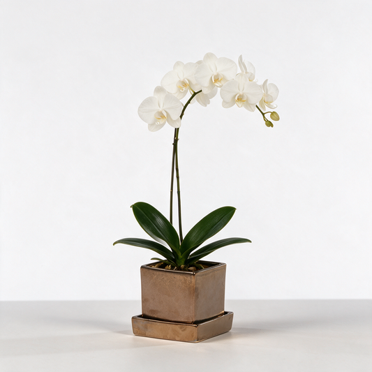 Phalaenopsis Orchid (Phalaenopsis spp.) — Live Moth Orchid in Metallic Square Planter with Plate