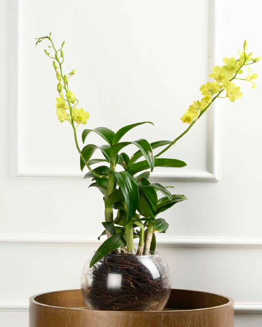 Hope Set (Double Dendrobium in Round RD Container)