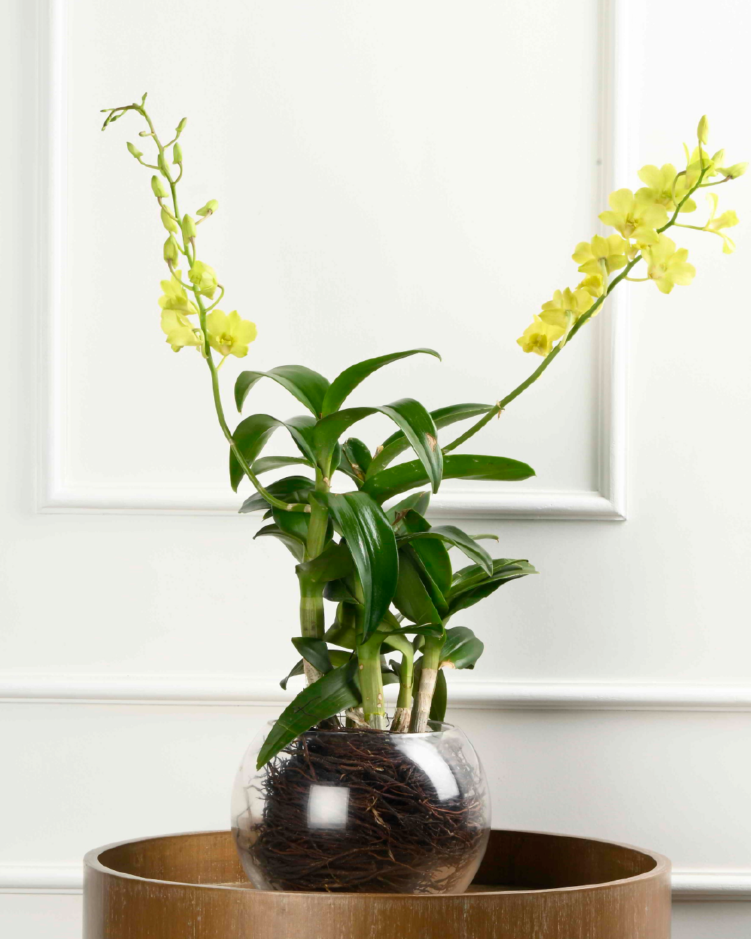 Hope Set (Double Dendrobium in Round RD Container)