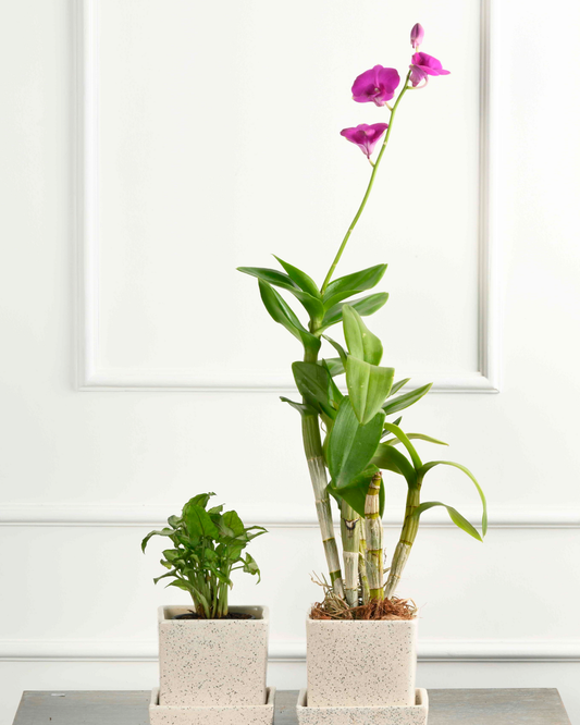 Compact Nest - Duet (Dendrobium Orchid & Chamaedorea in Square Planter White Dotted)