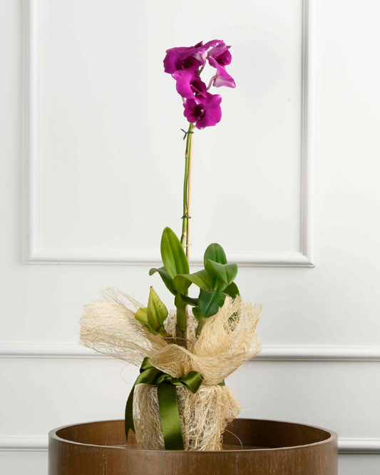 Wrapped In Love (Dendrobium Orchid Gift Wrap)