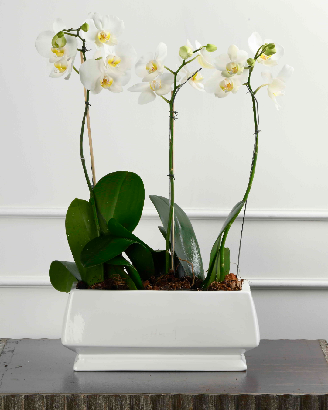 Triple Elegance (Triple Phalaenopsis Orchid With Green in Rectangular White Planter)
