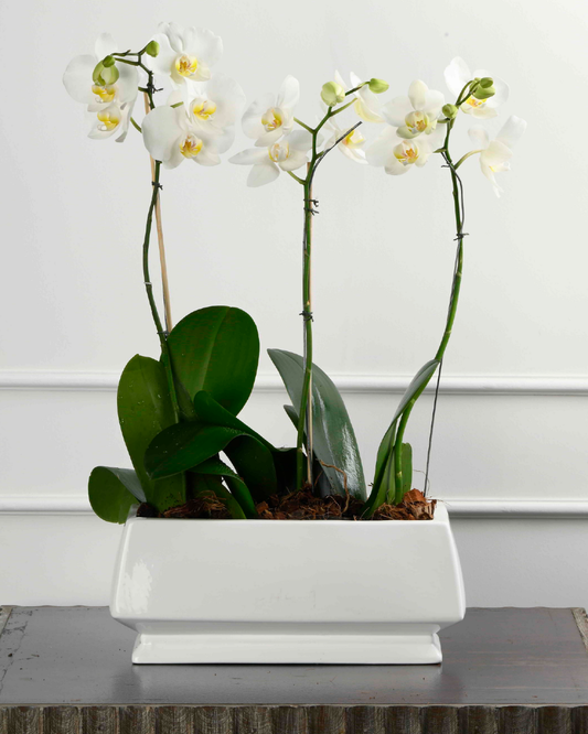 Triple Elegance (Triple Phalaenopsis Orchid With Green in Rectangular White Planter)