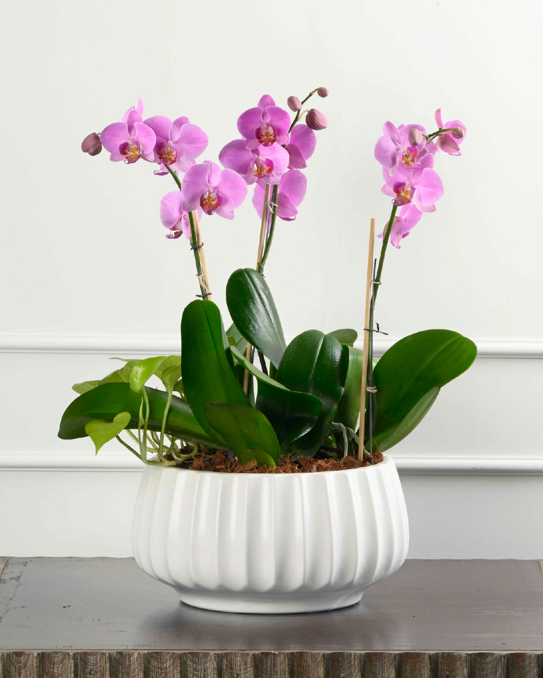 Triple Serenity (Triple Phalaenopsis Orchid With Green in Round Fluted White Planter)