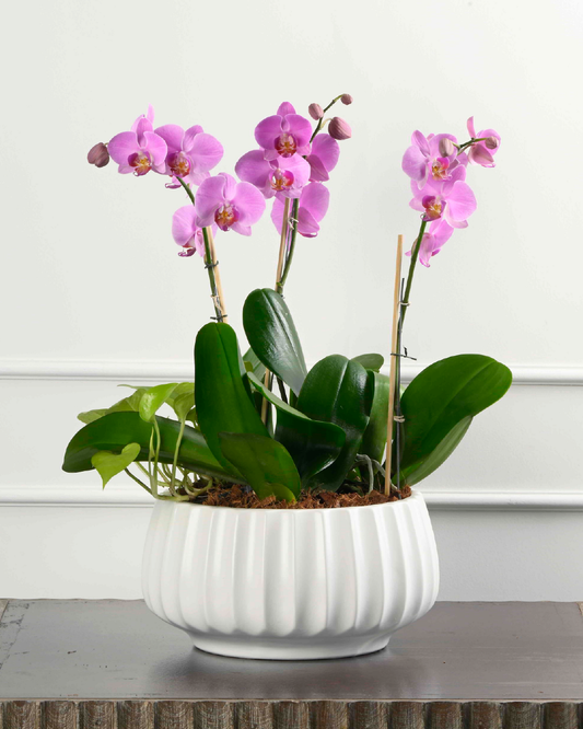 Triple Serenity (Triple Phalaenopsis Orchid With Green in Round Fluted White Planter)