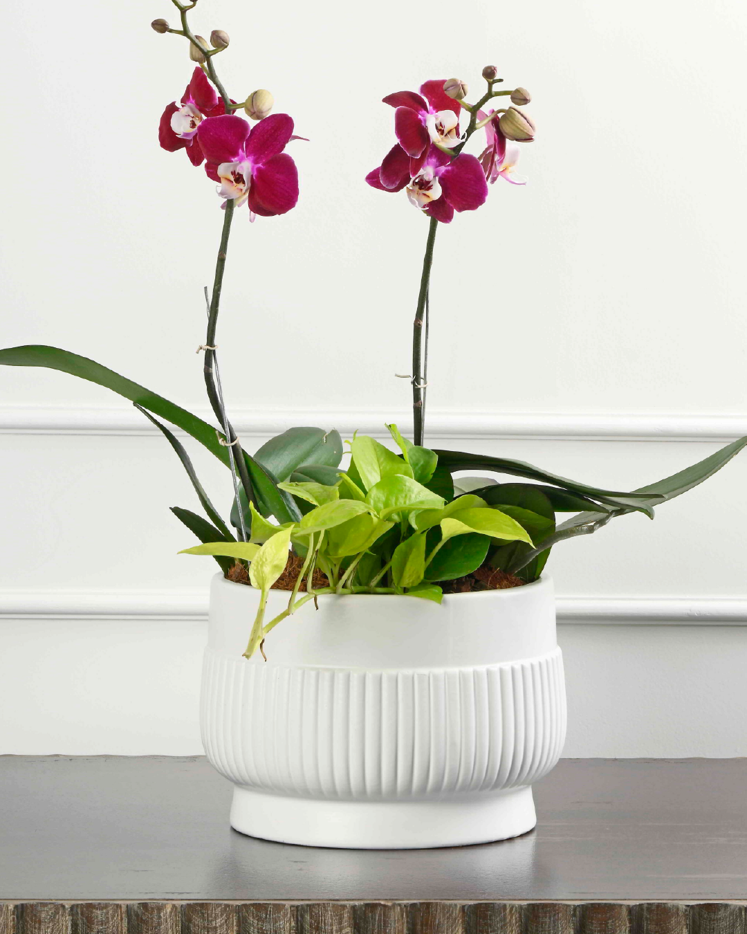 Double Whisperings (Double Phalaenopsis Orchid With Green in Round Base White Planter)