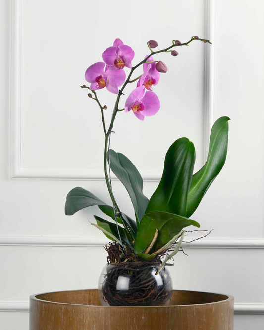 Hope I (Phalaenopsis Orchid in Glass Fish Bowl Container)