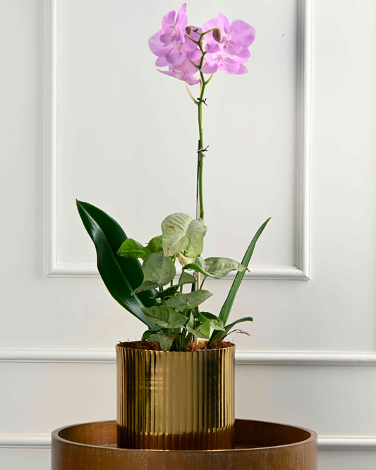 Glowing Nest II (Phalaenopsis Orchid With Green in Fluted Metal Planter)
