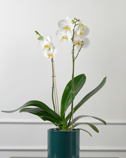 Quiet Nest I (Double Spike Phalaenopsis Orchid in Pipe Ceramic Planter Green)