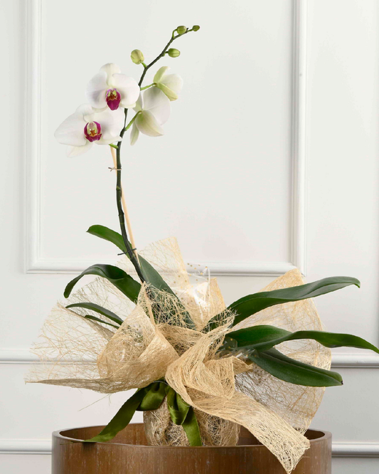 Wrapped In Love (Phalaenopsis Gift Wrap)