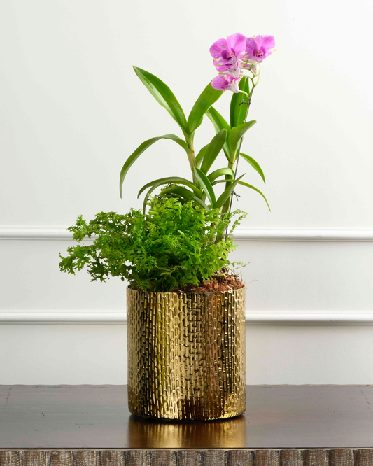 Dendrobium Orchid (Light Pink)