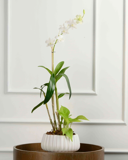 Dendrobium Orchid (White)
