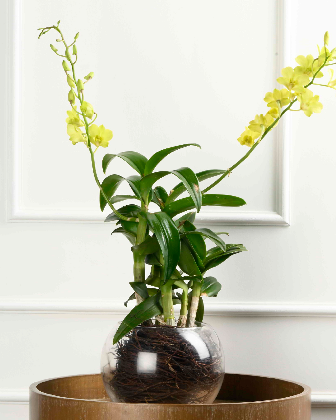 Dendrobium Orchid (Green)