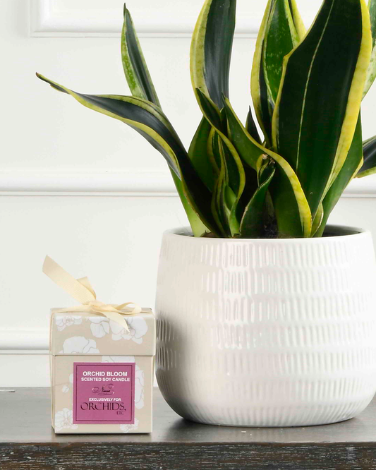 Orchid Bloom Soy Candle