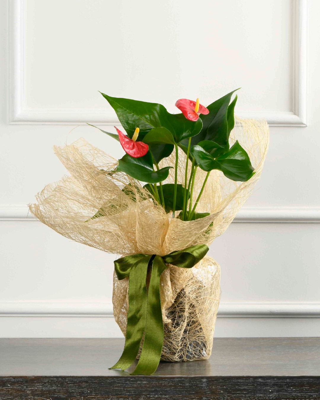 Wrapped In Love (Anthurium in Gift Wrap)