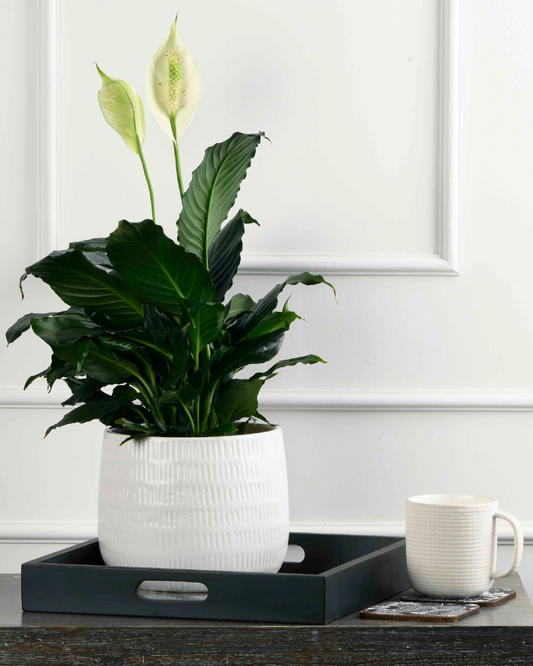 Tranquil Nest (Peace Lily in White Groove Planter)