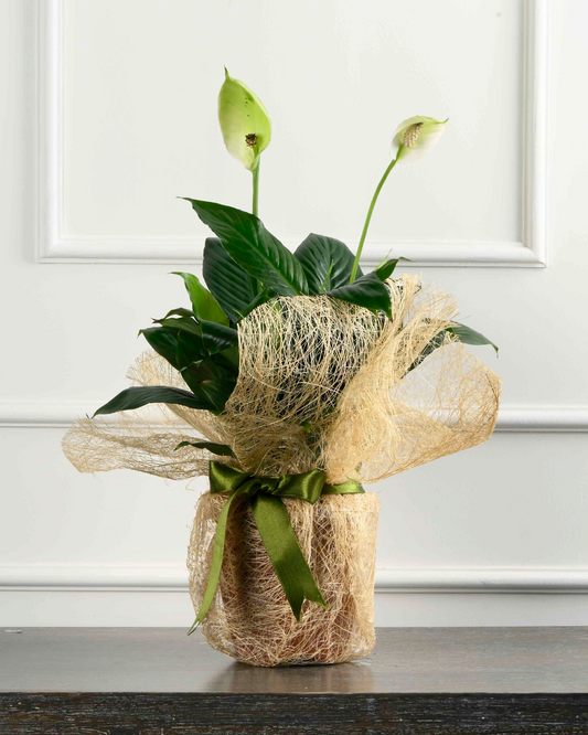 Wrapped In Love (Peace Lily Gift Wrap)